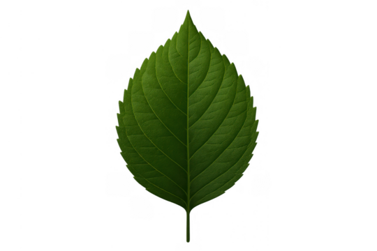 Single green leaf on a transparent background. Showing detailed veins, vibrant color, and fresh organic texture - Powered by Adobe