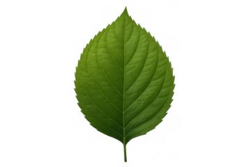 Green leaf representing nature, ecology, growth, and sustainability with transparent background
