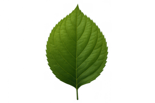 Green leaf representing nature, ecology, growth, and sustainability with transparent background - Powered by Adobe