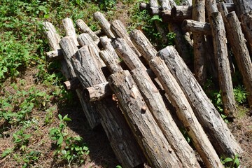 キノコの原木栽培