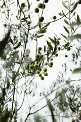 Olive tree branches laden with ripe green and black olives, blurred white background. Lance-shaped foliage, plump fruits ready for pressing. Natural light