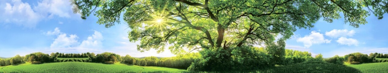Panoramic summer landscape with large green oak tree and sunlight shining through leaves over bright meadow and blue sky