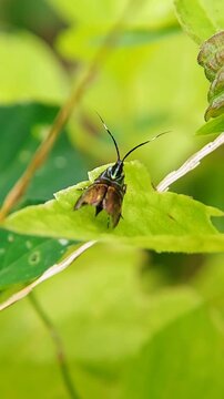 Vertical Macro of a Beautiful Chrysomelidae Beetle Antenna Movement | 4K Footage