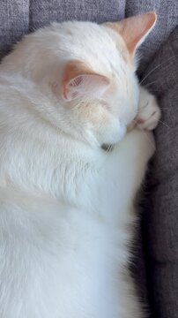 Ne pas d&eacute;ranger le chat d'int&eacute;rieur si mignon qui s'endort