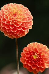 pompom dahlia