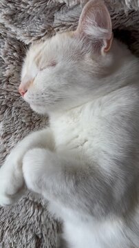 Adorable chat d'int&eacute;rieur qui r&ecirc;ve