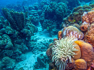 Sea anemones off bonaire