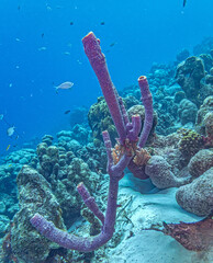 Caribbean coral garden, Bonaire