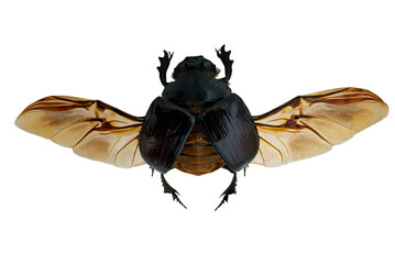 This striking scarab beetle, Heliocopris dominus, showcases its intricate wings while resting on a...