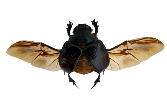 This striking scarab beetle, Heliocopris dominus, showcases its intricate wings while resting on a flat surface, highlighting its distinctive features in bright detail.