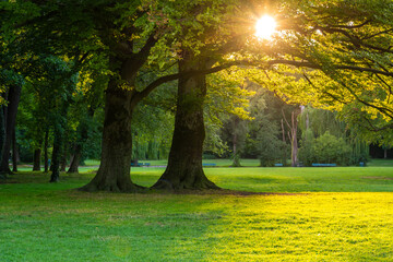 Englischer Garten Green Public Park at Sunset. Munich, Bavaria, Germany