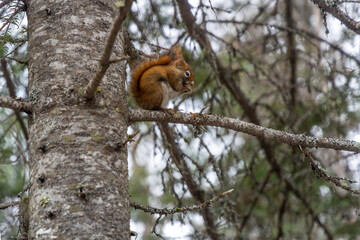 Red squirrel on tree branch in forest habitat
