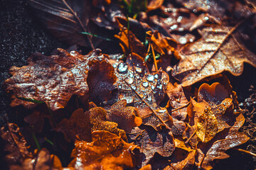 Dry oak leaves scattered on dark ground, featuring visible dew or water droplets. Cluster of fallen autumn leaves at gray pavement. Dew drops glisten on the textured leaf surfaces