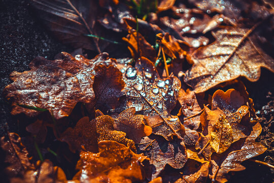 Dry oak leaves scattered on dark ground, featuring visible dew or water droplets. Cluster of fallen autumn leaves at gray pavement. Dew drops glisten on the textured leaf surfaces