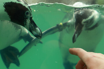 penguins swimming in the water