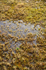 Nasses Grasfeld mit kleinen Wasserflächen – detailreiche Naturstruktur nach Regen
