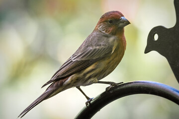 A male House Finch (Haemorhous mexicanus) perches in Waukesha County, Wisconsin, displaying its red plumage against a softly blurred October backdrop.