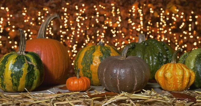 Thanksgiving &ndash; Tracking Shot of Decorative Pumpkins on Weathered Wooden Boards with Warm Lights