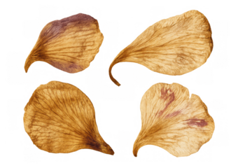 Dried flower petals watercolor artwork isolated on transparent background, showing faded organic texture for natural designs