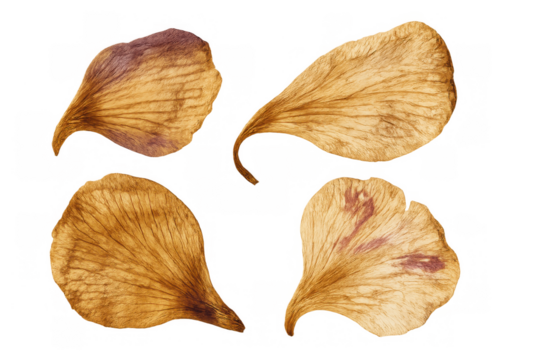 Dried flower petals watercolor artwork isolated on transparent background, showing faded organic texture for natural designs