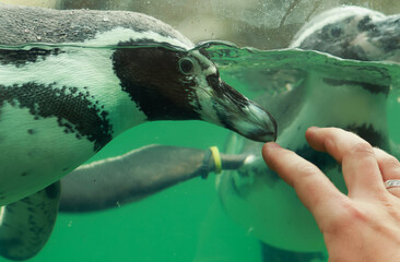 penguin swimming in the water
