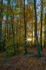 die Rakotzbrücke in Kromlau