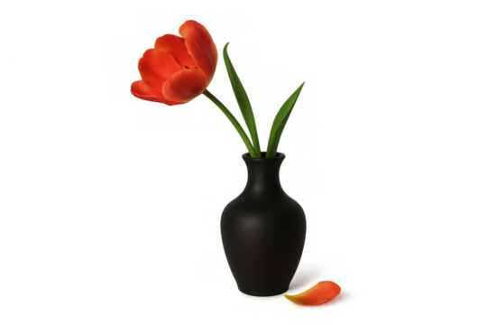 Red tulip with green leaves standing in a black matte vase on transparent background, fallen petal lying next to it