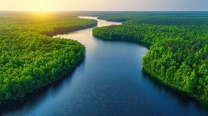 Aerial View of a River Flowing Through a Lush Green Forest.