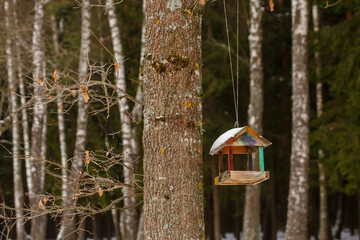 Wooden bird feeder hanging on tree branch in winter forest. Concept of caring for birds, ecology, and wildlife support during cold season.