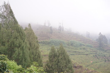 Tranquil panorama of misty hills adorned with vibrant green trees and terraced fields, an ethereal landscape veiled in soft morning fog