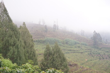 Panoramic view of lush green terraced hillsides disappearing into a captivating morning mist, highlighting sustainable agriculture in a serene, natural mountain environment