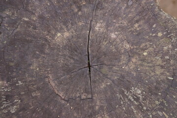 Weathered tree stump texture close-up, revealing intricate wood grain, distinct annual growth rings, and a prominent central crack. Shows nature's raw beauty and enduring patterns