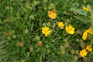 Vibrant yellow wildflowers with delicate petals blooming amidst a lush green tapestry of foliage, showcasing the fresh beauty of nature in springtime