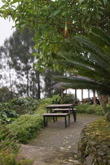Peaceful outdoor dining area with rustic wooden table and benches nestled amidst lush green foliage, offering a tranquil escape in a scenic natural landscape