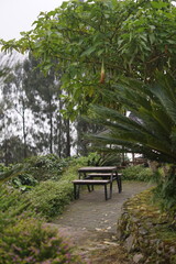 Rustic wooden table and benches nestled amidst vibrant green foliage on a winding garden path, offering a peaceful outdoor retreat in a misty natural setting