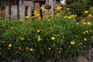 Vibrant yellow blossoms, resembling Coreopsis, bloom abundantly atop a rustic stone wall, creating a picturesque garden scene with lush green foliage and weathered wooden accents