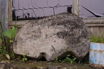 A gnarled and weathered tree stump sits as a silent sentinel before a backdrop of broken windows, embodying the raw beauty of decay and nature's enduring presence amidst neglect