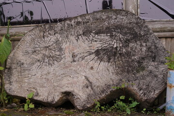 Rustic wooden tree stump with visible growth rings and an aged, textured surface, reflecting the passage of time and the beauty of natural decay
