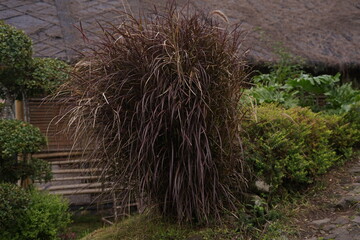 A striking ornamental grass with rich reddish-brown plumes creates a captivating focal point in a serene autumn garden, its feathery texture adding depth and natural beauty to the landscape