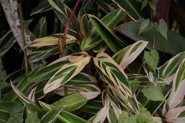 Close-up of vibrant variegated foliage displaying intricate green, white, and pink patterns, highlighting the natural beauty of tropical ornamental plants