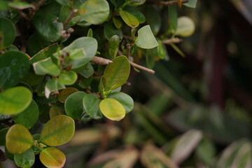 Close-up view of lush green leaves intermingled with hints of golden yellow, capturing the natural beauty and fresh texture of healthy plant life in a tranquil setting