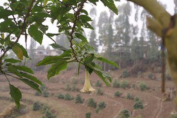 A delicate bell-shaped flower blooms on a lush green branch, overlooking picturesque terraced hills and a serene rural landscape under a soft, misty sky