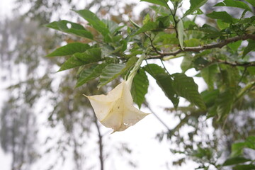 A delicate creamy yellow bell-shaped flower with lush green leaves hangs gracefully from a branch, creating a serene and captivating natural beauty in an outdoor setting