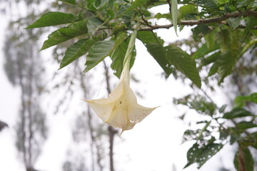 Elegant pale yellow bell-shaped flower gracefully hanging from a vibrant green leafy branch, bathed in soft, diffused light, highlighting its delicate form in a serene natural outdoor setting