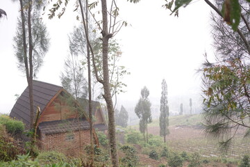 Unique Curved-Roof Cabin Nestled in a Misty Mountain Landscape, Offering a Serene Escape Amidst Tall Trees and Natural Beauty