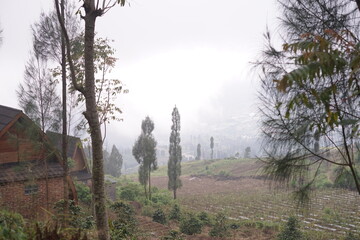 Rustic hillside community with traditional wooden homes nestled amidst lush fields and towering trees, bathed in a gentle morning mist, evoking serene natural beauty