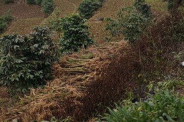 Expansive terraced agricultural fields spread across a sloping hillside, revealing a beautiful rural landscape with both lush green crops and dry vegetation
