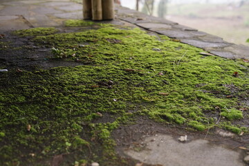 Lush green moss thrives on a weathered concrete surface, creating a vibrant organic texture amidst subtle decay, showcasing the resilience and beauty of nature's growth