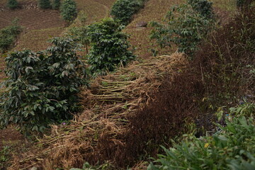 Scenic view of agricultural terraced fields on a rural mountainside, featuring cultivated crops and dry brush in a natural farming environment