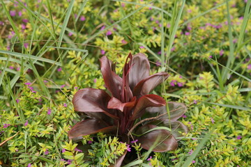 Resilient red plant with deep leaves thrives among vibrant green foliage and delicate purple blooms, showcasing nature's contrasting beauty and enduring life